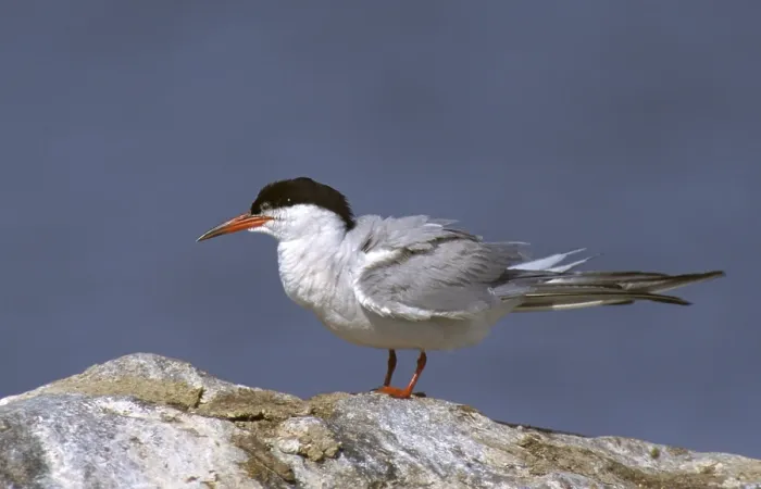 Gerahmter Druck : Gelbfußtern, gelbfußttern, sterna hirundo. Gerahmter Druck : Gelbfußtern, gelbfußttern, sterna hirundo.