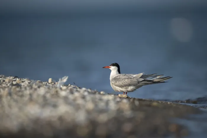 Gerahmter Druck : Common Tern, Common Tern, Sterna hirundo Gerahmter Druck : Common Tern, Common Tern, Sterna hirundo