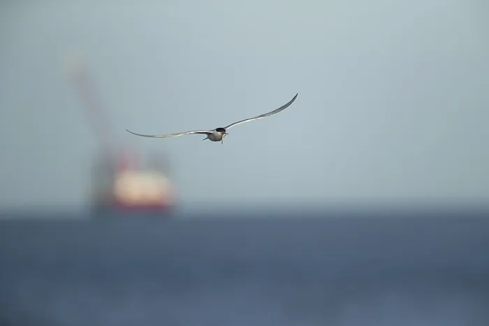 Gerahmter Druck : Gelbschnabel-Tern (Sterna hirundo) Gerahmter Druck : Gelbschnabel-Tern (Sterna hirundo)