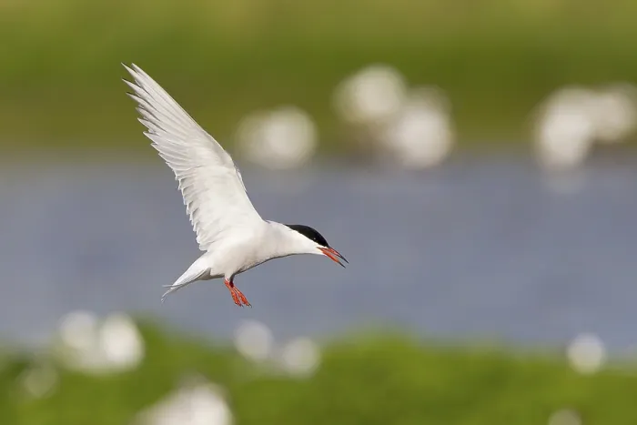Gerahmter Druck : Gelbbauchsturmtaucher (Sterna hirundo), im Flug. Gerahmter Druck : Gelbbauchsturmtaucher (Sterna hirundo), im Flug.