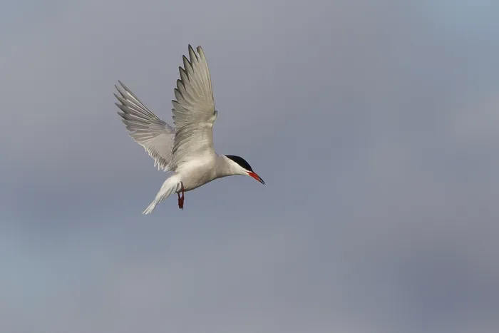 Gerahmter Druck : Gelbhalssturmtaucher (Sterna hirundo), im Flug. Gerahmter Druck : Gelbhalssturmtaucher (Sterna hirundo), im Flug.