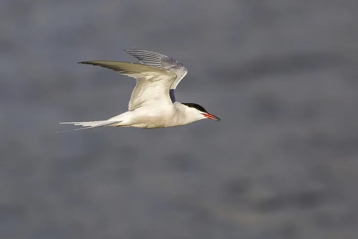 Gerahmter Druck : Gelbbauchsturmtaucher (Sterna hirundo), im Flug. Gerahmter Druck : Gelbbauchsturmtaucher (Sterna hirundo), im Flug.