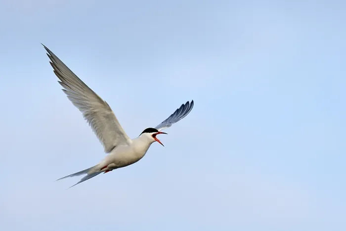 Gerahmter Druck : Graureiher (Sterna hirundo), in Flug. Gerahmter Druck : Graureiher (Sterna hirundo), in Flug.