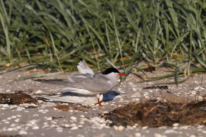 Gerahmter Druck : Gelbfuß-Regenbrüter (Sterna hirundo), lebendes Exemplar mit gebrochenem Flügel. Gerahmter Druck : Gelbfuß-Regenbrüter (Sterna hirundo), lebendes Exemplar mit gebrochenem Flügel.
