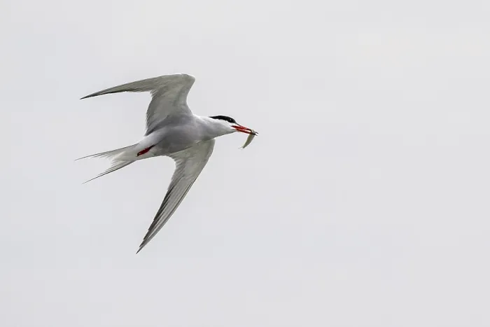 Gerahmter Druck : Sterntern (Sterna hirundo), Schleswig-Holstein. Gerahmter Druck : Sterntern (Sterna hirundo), Schleswig-Holstein.