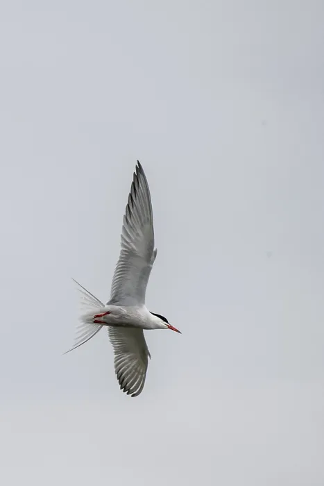 Gerahmter Druck : Sterntern (Sterna hirundo), Schleswig-Holstein. Gerahmter Druck : Sterntern (Sterna hirundo), Schleswig-Holstein.