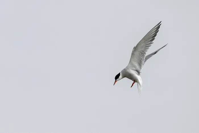 Gerahmter Druck : Sterntaucher (Sterna hirundo), Schleswig-Holstein. Gerahmter Druck : Sterntaucher (Sterna hirundo), Schleswig-Holstein.