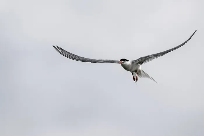 Gerahmter Druck : Sterntaucher (Sterna hirundo), Schleswig-Holstein. Gerahmter Druck : Sterntaucher (Sterna hirundo), Schleswig-Holstein.