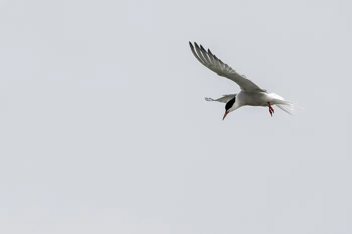 Gerahmter Druck : Sterntaucher (Sterna hirundo), Schleswig-Holstein. Gerahmter Druck : Sterntaucher (Sterna hirundo), Schleswig-Holstein.