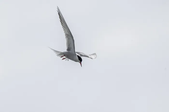 Gerahmter Druck : Sterntaucher (Sterna hirundo), Schleswig-Holstein Gerahmter Druck : Sterntaucher (Sterna hirundo), Schleswig-Holstein