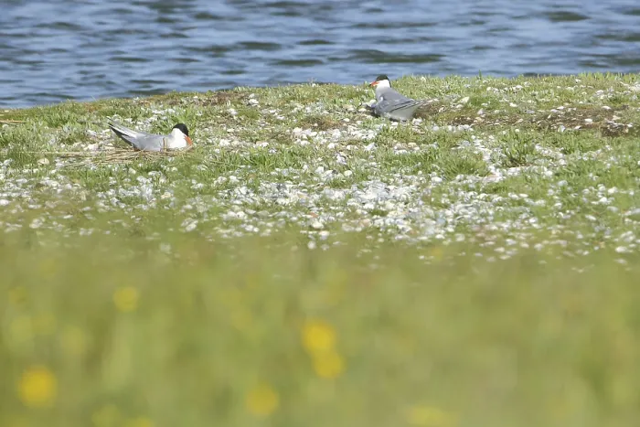 Gerahmter Druck : Zwei Gemeine Buntseeschwalben (Sterna hirundo) brüten.