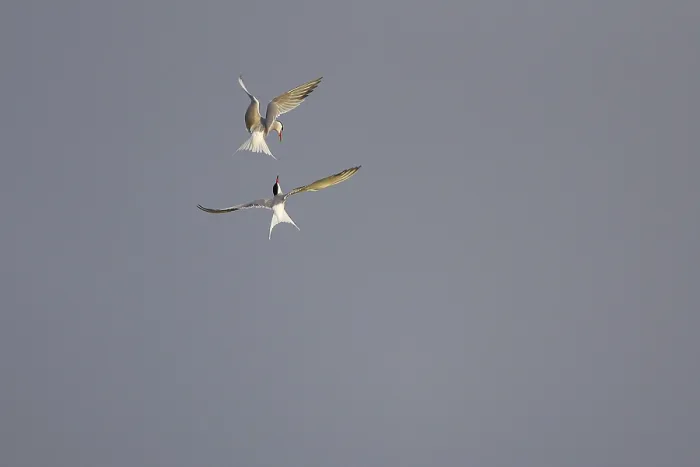 Gerahmter Druck : Gelbhalssturmvogel (Sterna hirundo), in Flug. Gerahmter Druck : Gelbhalssturmvogel (Sterna hirundo), in Flug.