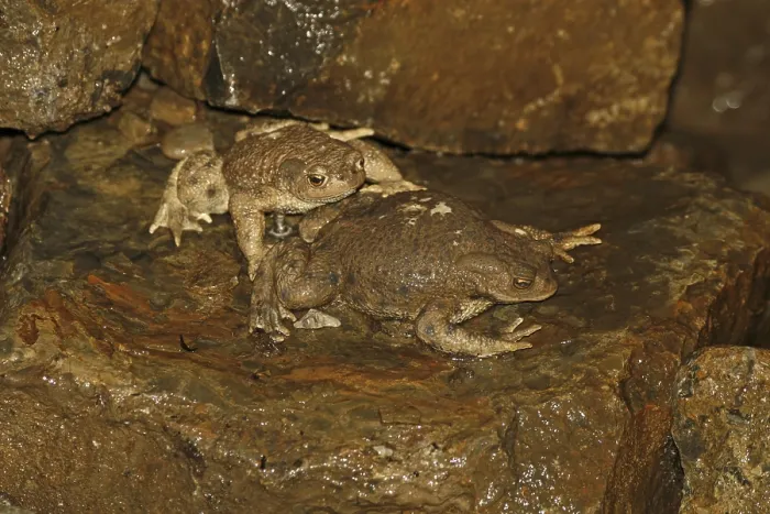 Gerahmter Druck : Der Gemeine Kröte, Bufo bufo
