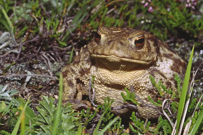 Gerahmter Druck : Gemeiner Laubfrosch, Bufo bufo