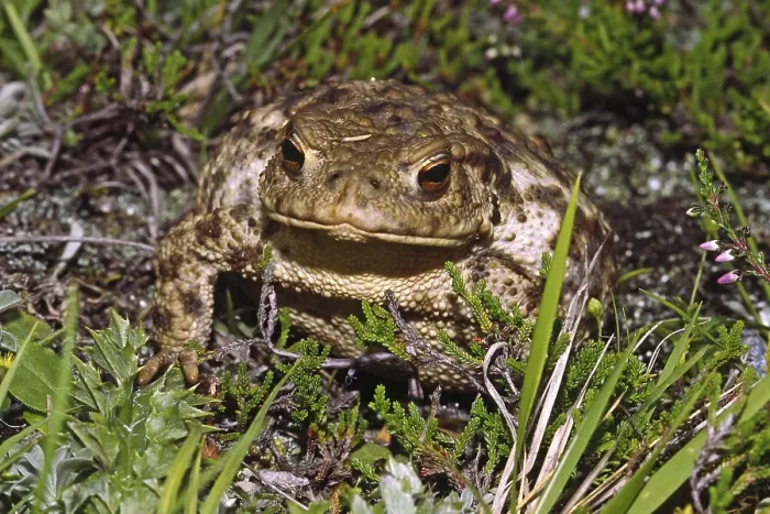 Gerahmter Druck : Gemeiner Kröte, Bufo Bufo, Gemeine Kröte