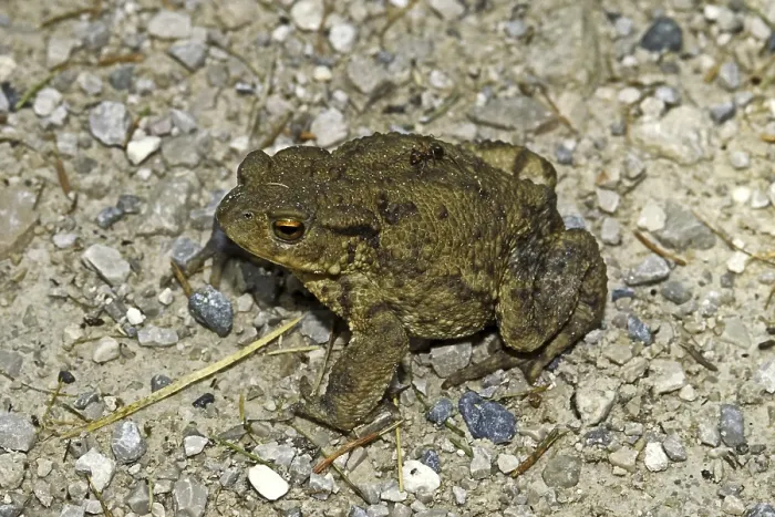Gerahmter Druck : Gemeiner Kröte, Bufo Bufo, Gemeine Kröte. Gerahmter Druck : Gemeiner Kröte, Bufo Bufo, Gemeine Kröte.