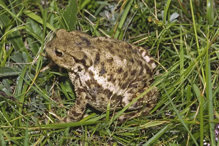 Gerahmter Druck : Gemeiner Kröte, Bufo Bufo, Gemeine Kröte Gerahmter Druck : Gemeiner Kröte, Bufo Bufo, Gemeine Kröte