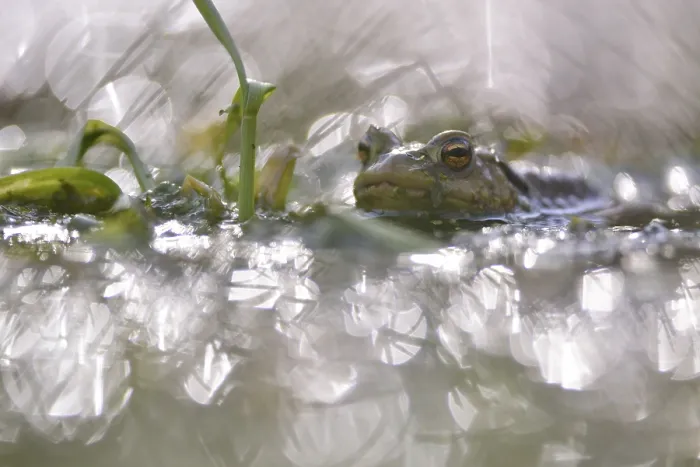 Gerahmter Druck : Gemeiner Kröte (Bufo bufo) in Waldteich. Gerahmter Druck : Gemeiner Kröte (Bufo bufo) in Waldteich.