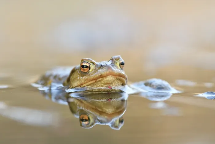 Gerahmter Druck : Frosch (Bufo bufo-Komplex) im Wasser. Gerahmter Druck : Frosch (Bufo bufo-Komplex) im Wasser.
