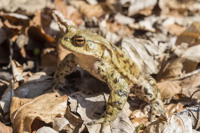 Gerahmter Druck : Laubblätter zwischen Gemeiner Kröte (Bufo bufo) Gerahmter Druck : Laubblätter zwischen Gemeiner Kröte (Bufo bufo)