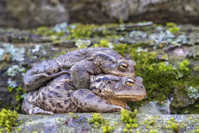Gerahmter Druck : Gemeiner Kröte (Bufo bufo), Paarung. Gerahmter Druck : Gemeiner Kröte (Bufo bufo), Paarung.