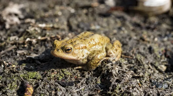 Gerahmter Druck : Gemeiner Laubfrosch (Bufo bufo), Paarungszeit Gerahmter Druck : Gemeiner Laubfrosch (Bufo bufo), Paarungszeit
