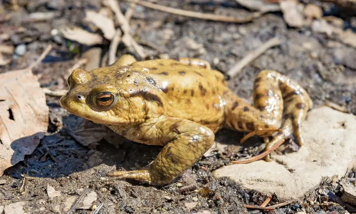 Gerahmter Druck : Gemeiner Kröte (Bufo bufo), Paarungszeit.