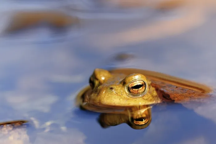 Gerahmter Druck : Gemeiner Grünfrosch (Bufo bufo) spiegelt sich in Wasser. Gerahmter Druck : Gemeiner Grünfrosch (Bufo bufo) spiegelt sich in Wasser.
