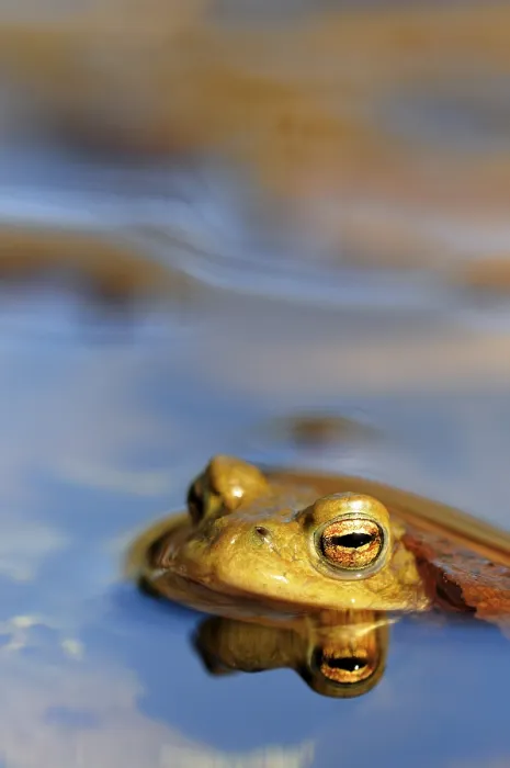 Gerahmter Druck : Gemeiner Kröte (Bufo bufo) im Wasser spiegelt. Gerahmter Druck : Gemeiner Kröte (Bufo bufo) im Wasser spiegelt.