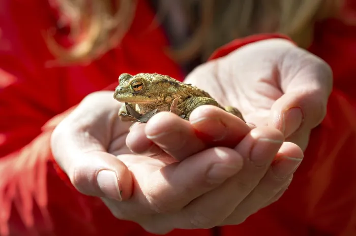 Gerahmter Druck : Der Gemeine Kröte (Bufo bufo) sitzt auf der Hand. Gerahmter Druck : Der Gemeine Kröte (Bufo bufo) sitzt auf der Hand.