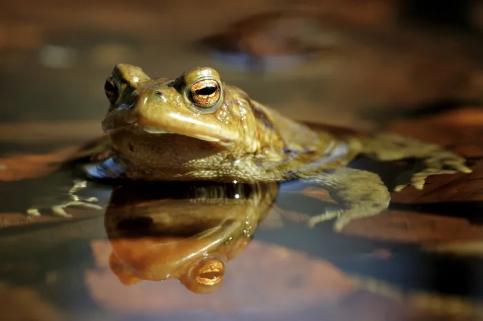 Gerahmter Druck : Gemeiner Kröte (Bufo bufo) auf Laichplätzen. Gerahmter Druck : Gemeiner Kröte (Bufo bufo) auf Laichplätzen.