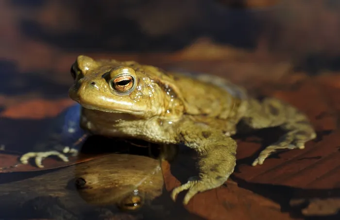 Gerahmter Druck : Gemeiner Kröte (Bufo bufo) auf Laichplätzen. Gerahmter Druck : Gemeiner Kröte (Bufo bufo) auf Laichplätzen.