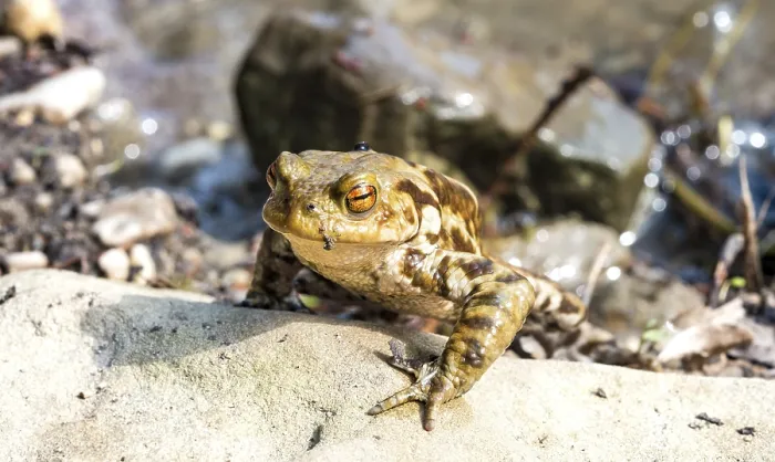 Gerahmter Druck : Gemeiner Kröte (Bufo bufo) auf Stein. Gerahmter Druck : Gemeiner Kröte (Bufo bufo) auf Stein.