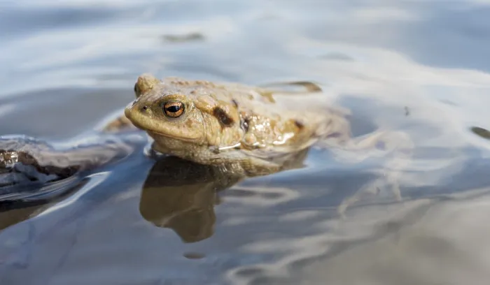 Gerahmter Druck : Gemeiner Laubfrosch (Bufo bufo) im Wasser. Gerahmter Druck : Gemeiner Laubfrosch (Bufo bufo) im Wasser.