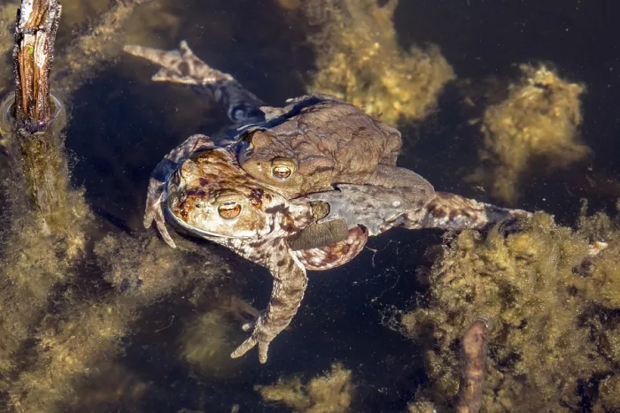 Gerahmter Druck : Gemeiner Laubfrosch (Bufo bufo) im Wasser. Gerahmter Druck : Gemeiner Laubfrosch (Bufo bufo) im Wasser.