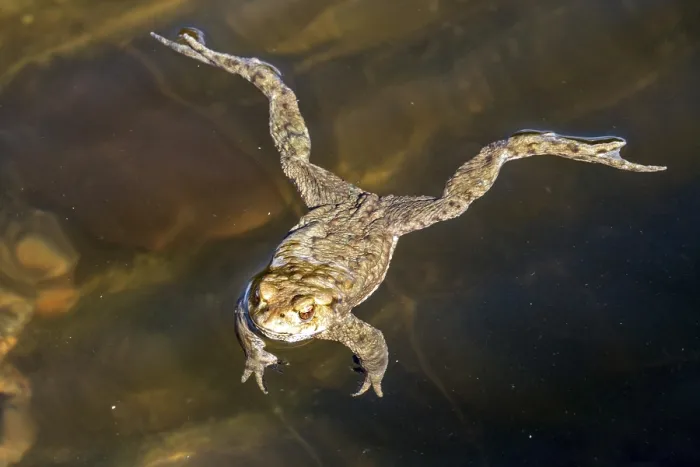 Gerahmter Druck : Gemeiner Laubfrosch (Bufo bufo) im Wasser. Gerahmter Druck : Gemeiner Laubfrosch (Bufo bufo) im Wasser.