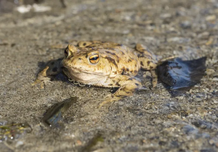 Gerahmter Druck : Gemeiner Kröte (Bufo bufo) im Wasser. Gerahmter Druck : Gemeiner Kröte (Bufo bufo) im Wasser.