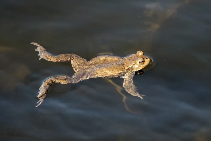 Gerahmter Druck : Gemeiner Kröte (Bufo bufo) im Wasser.