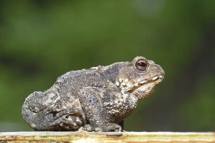 Gerahmter Druck : Gemeiner Kröte oder Europäische Kröte (Bufo bufo) Gerahmter Druck : Gemeiner Kröte oder Europäische Kröte (Bufo bufo)