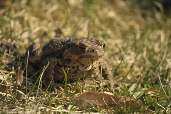 Gerahmter Druck : Ein grüner Laubfrosch auf Gras Gerahmter Druck : Ein grüner Laubfrosch auf Gras