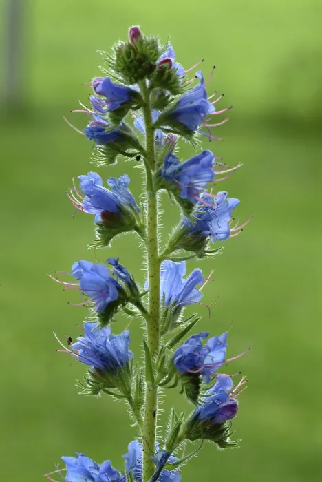 Gerahmter Druck : Echium vulgare Gerahmter Druck : Echium vulgare