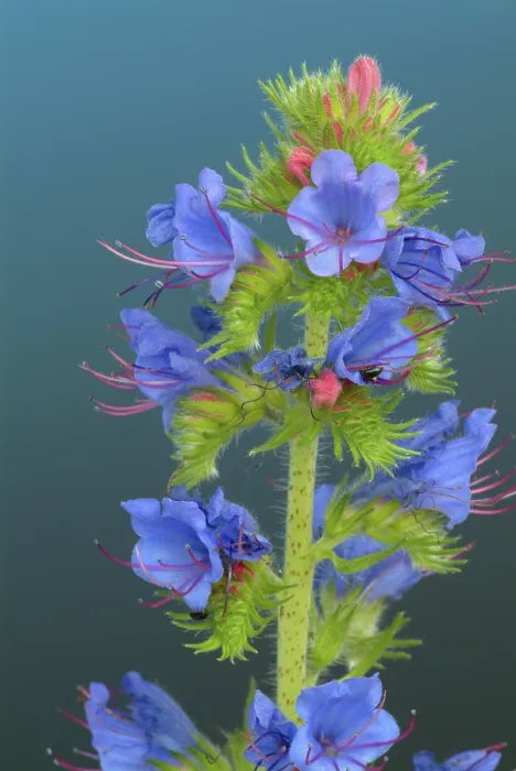 Gerahmter Druck : Echium vulgare Gerahmter Druck : Echium vulgare