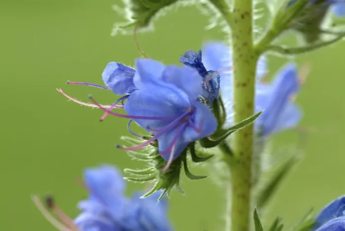 Gerahmter Druck : Echium vulgare Gerahmter Druck : Echium vulgare