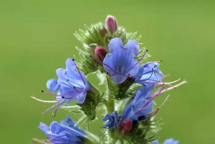 Gerahmter Druck : Echium vulgare Gerahmter Druck : Echium vulgare