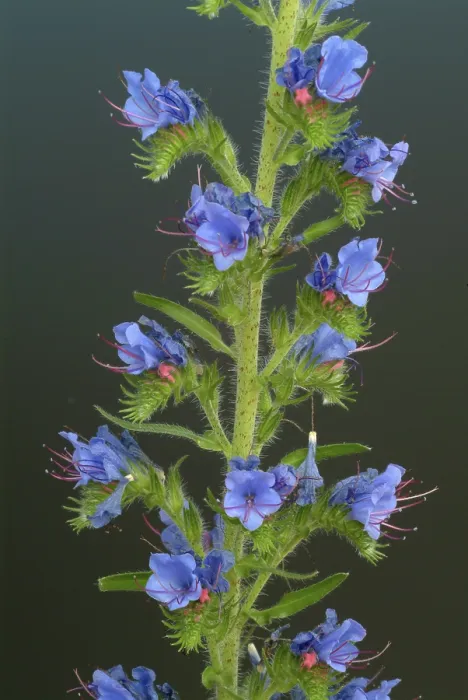 Gerahmter Druck : Echium vulgare Gerahmter Druck : Echium vulgare