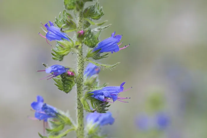 Gerahmter Druck : Echium vulgare Gerahmter Druck : Echium vulgare