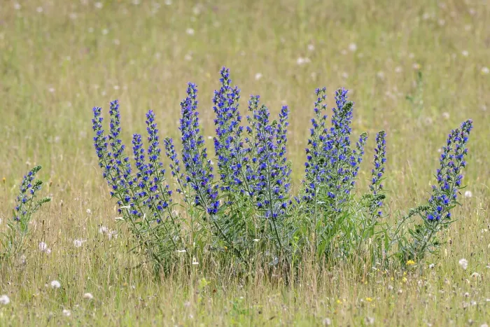 Gerahmter Druck : Echium vulgare Gerahmter Druck : Echium vulgare