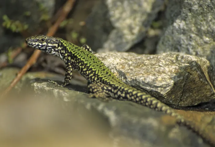 Gerahmter Druck : Gemeiner Wandläufer, Podarcis muralis