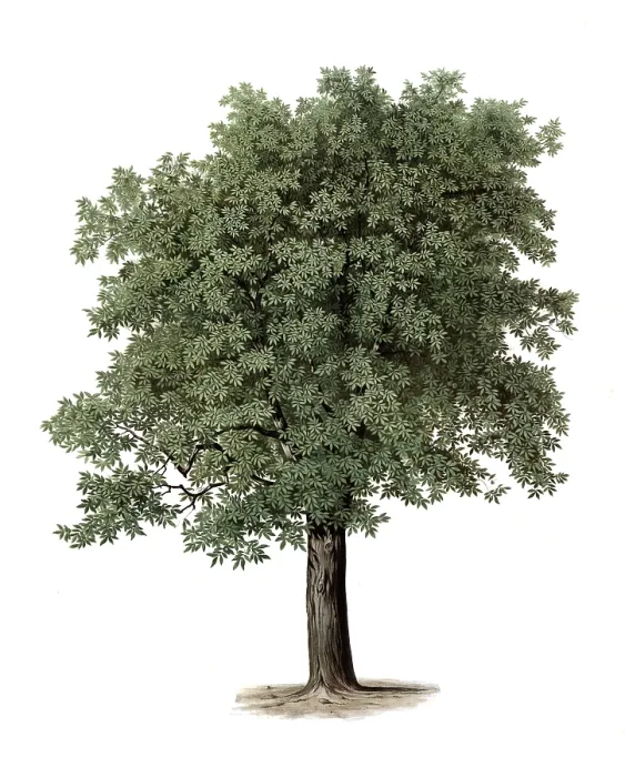 Gerahmter Druck : Die Gemeine Walnuss, oder Walnussbaum. Gerahmter Druck : Die Gemeine Walnuss, oder Walnussbaum.