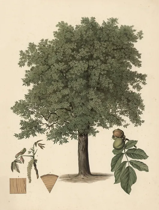 Gerahmter Druck : Die Gemeine Walnuss, oder Walnussbaum. Gerahmter Druck : Die Gemeine Walnuss, oder Walnussbaum.